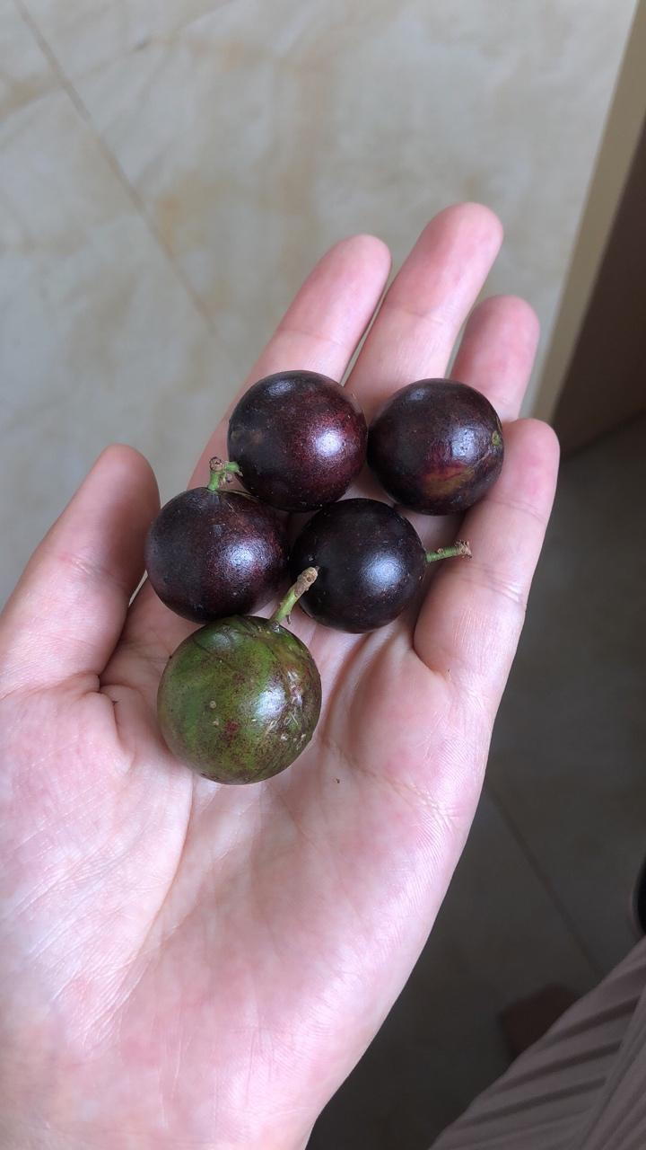 桃型嘉宝果,早生四季,大果品种,完美的爆花爆果