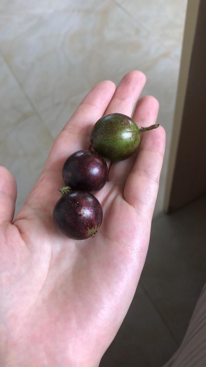 桃型嘉宝果,早生四季,大果品种,完美的爆花爆果