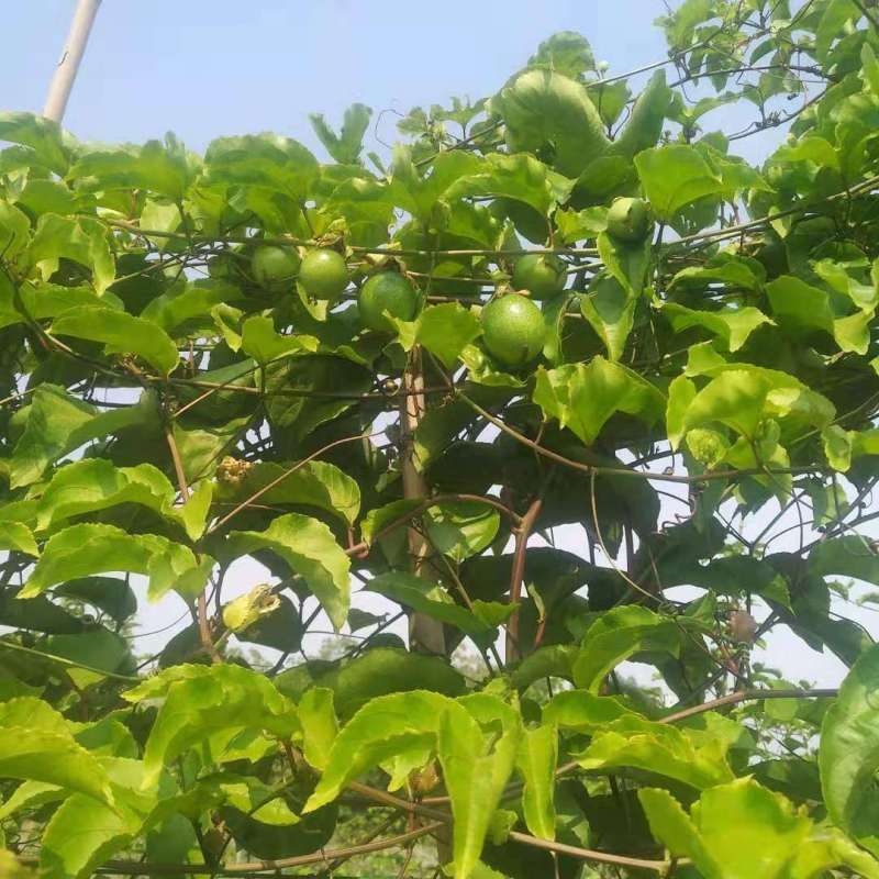 论坛 69 ≡南方果树区≡ 69 百香果论坛 69 今年种的金星六号实