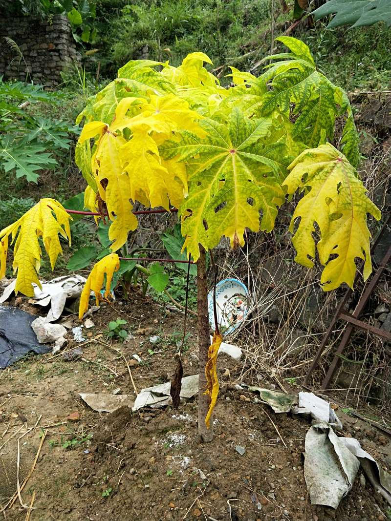 黄金木瓜黄叶有救吗?