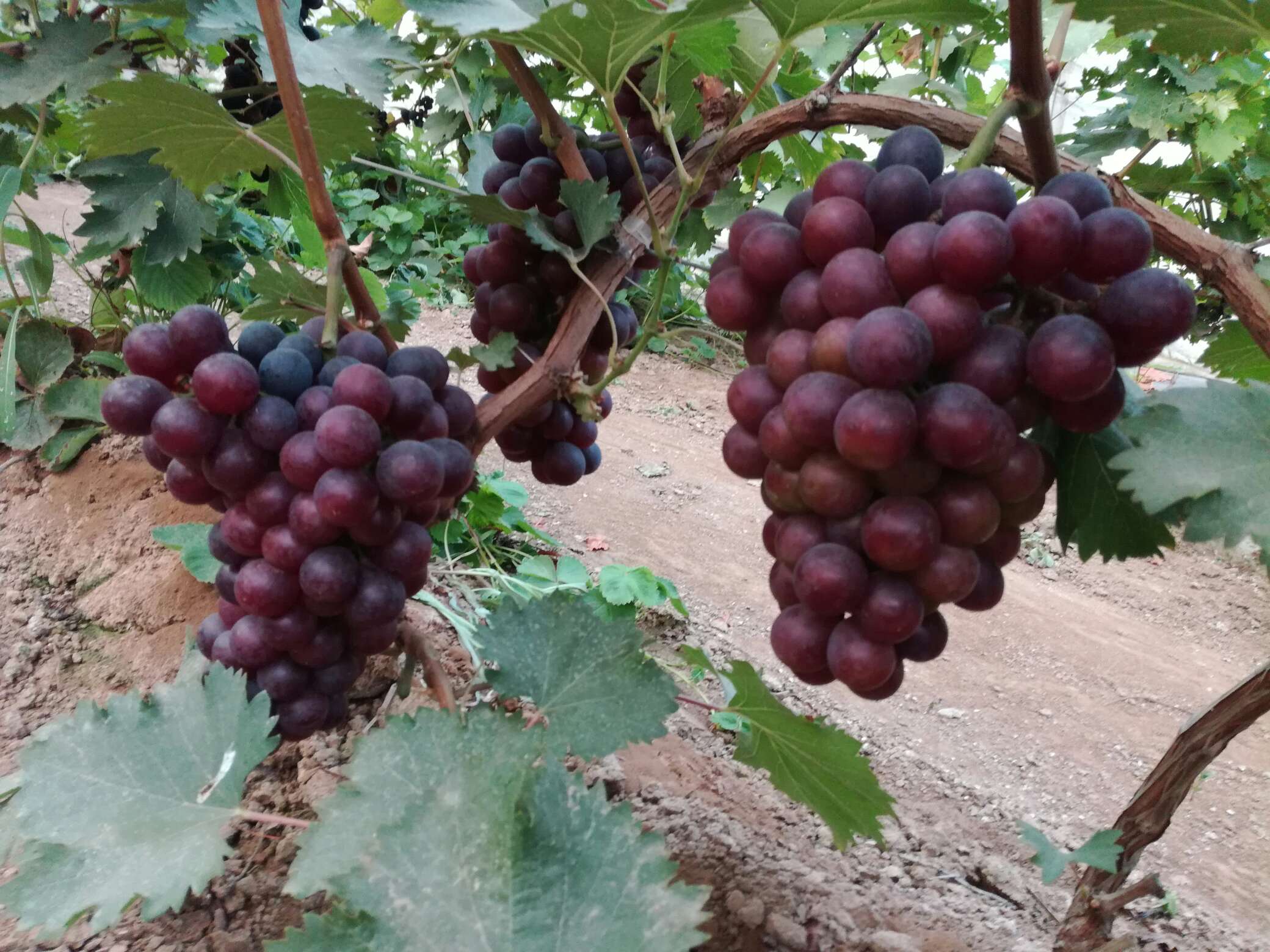 玉龙玫瑰葡萄品种介绍图片