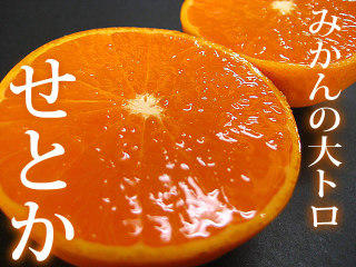 日本大人气柑橘品种濑户佳