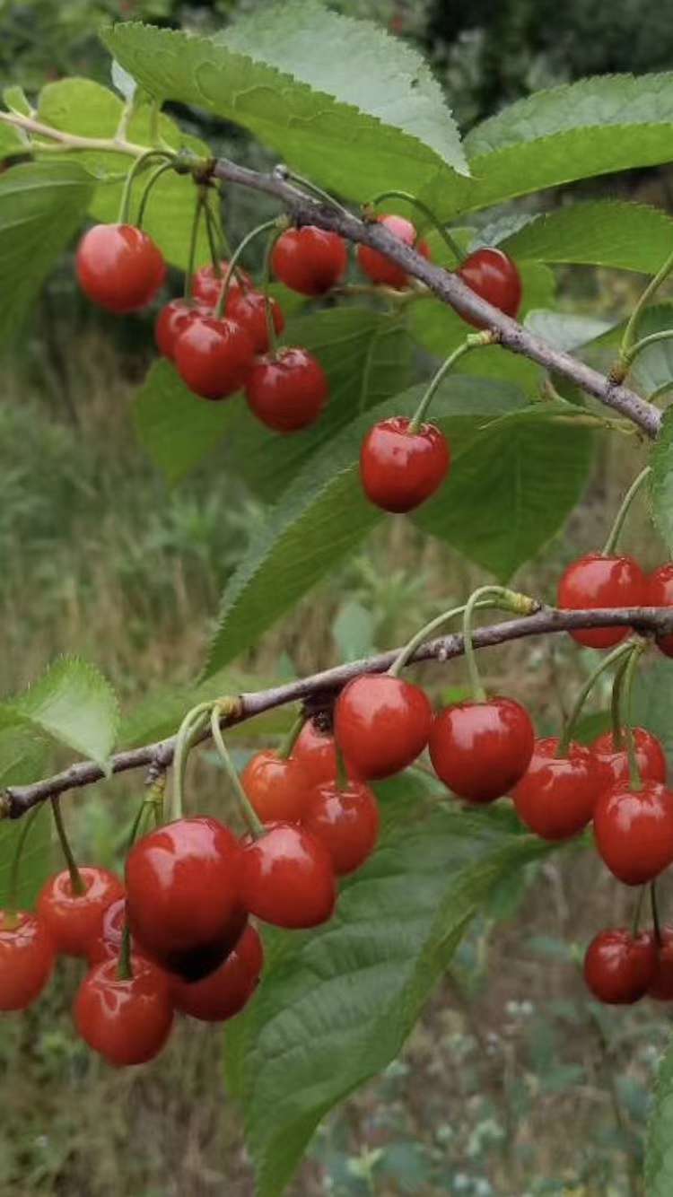 紅妃櫻桃,黑珍珠櫻桃,短柄櫻桃開始接單