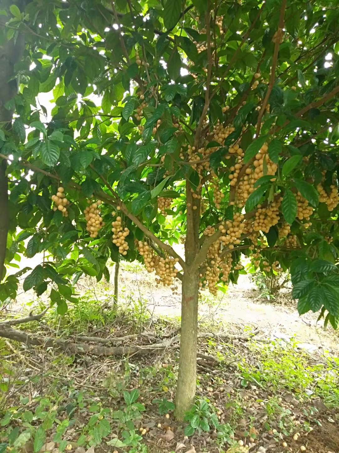 木奶果开花图片