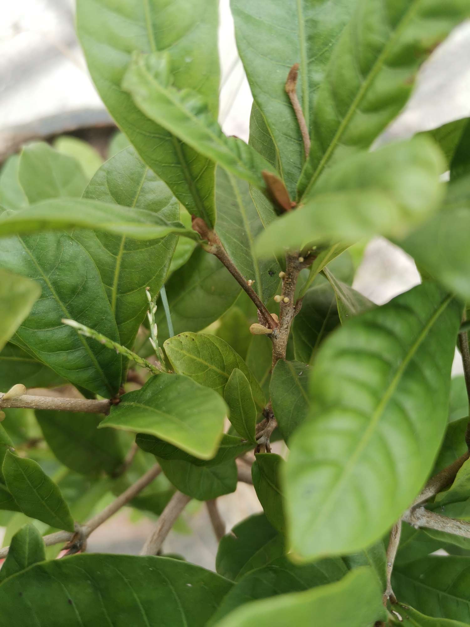 神秘果雌雄花分辨图片图片