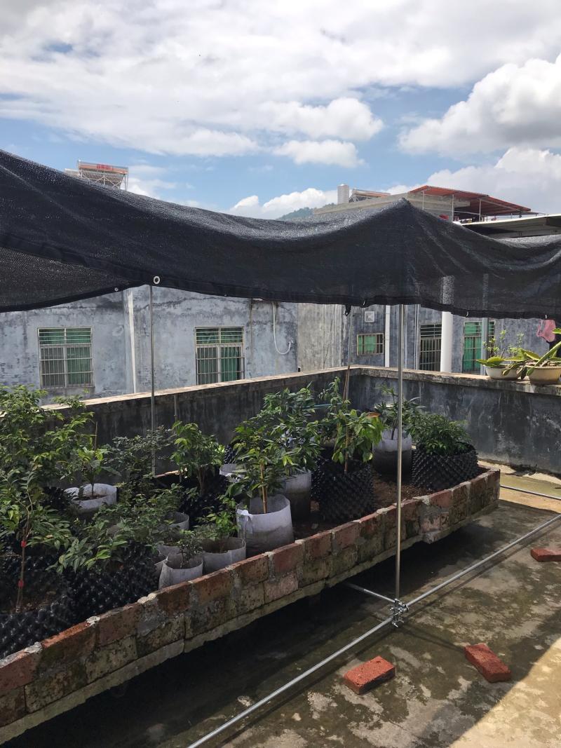 求楼顶葡萄百香果架子搭建方法