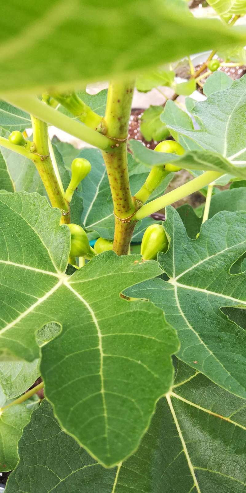 年初扦插的花山口 - 无花果论坛 - 水果邦农人之家