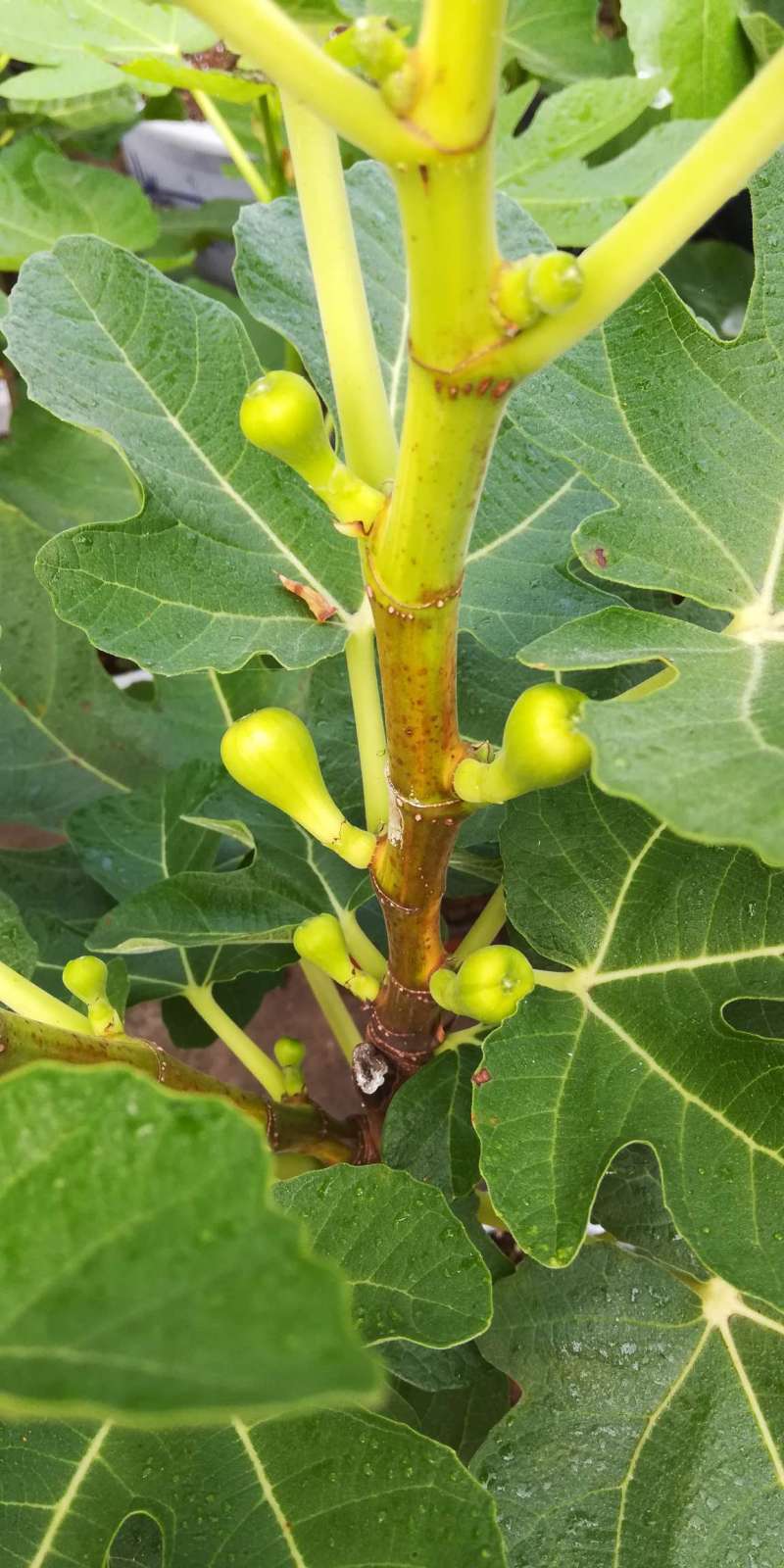 年初扦插的花山口 - 无花果论坛 - 水果邦农人之家