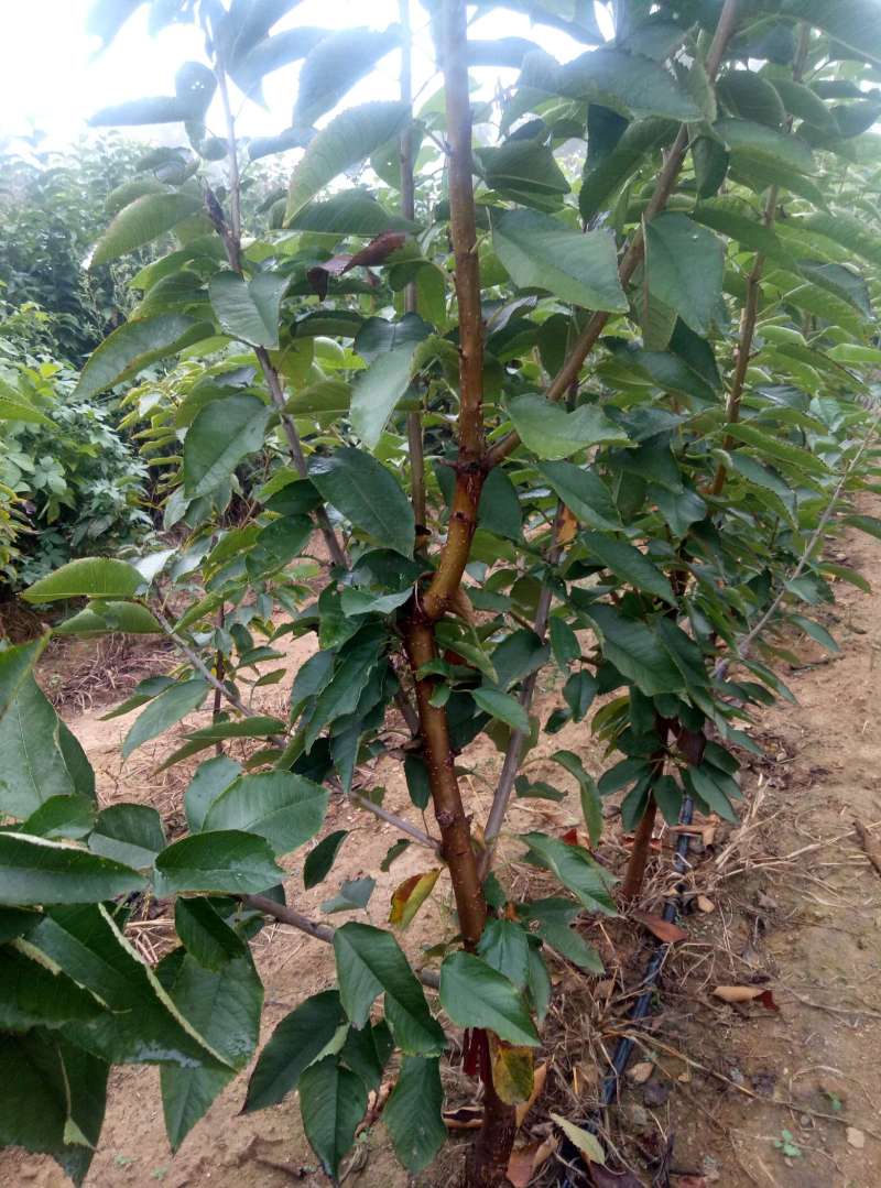 2年反剪3公分的樱桃小树