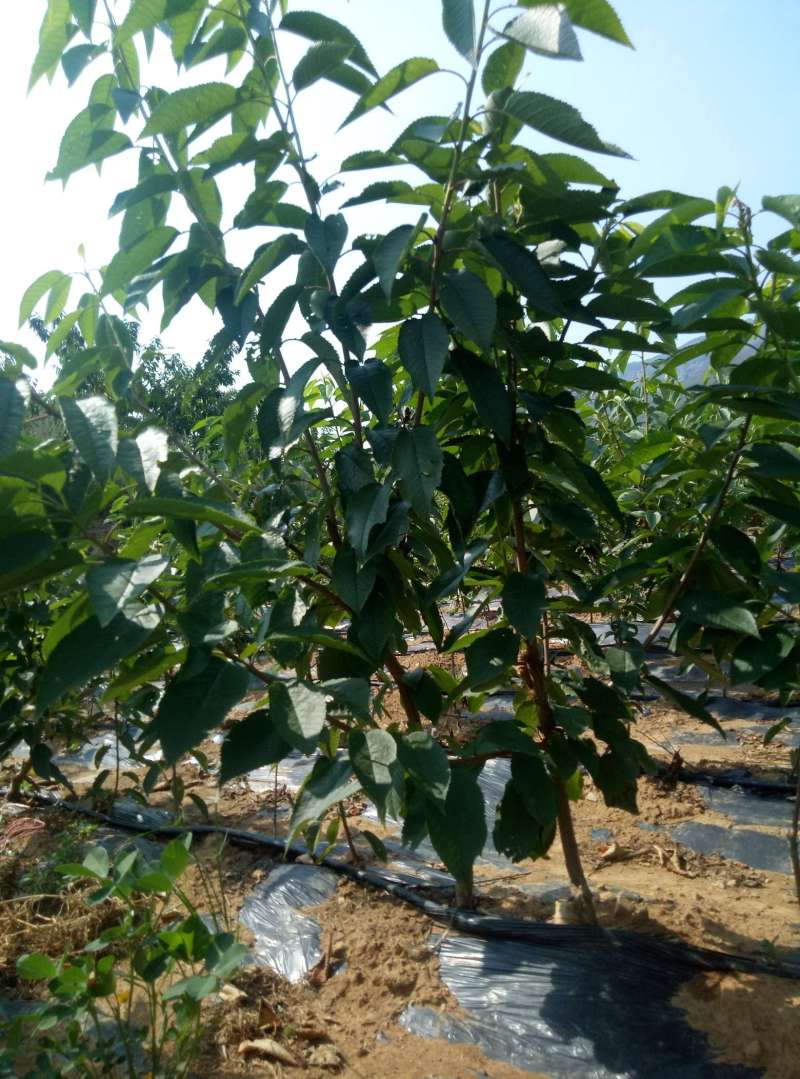 2年反剪3公分的樱桃小树