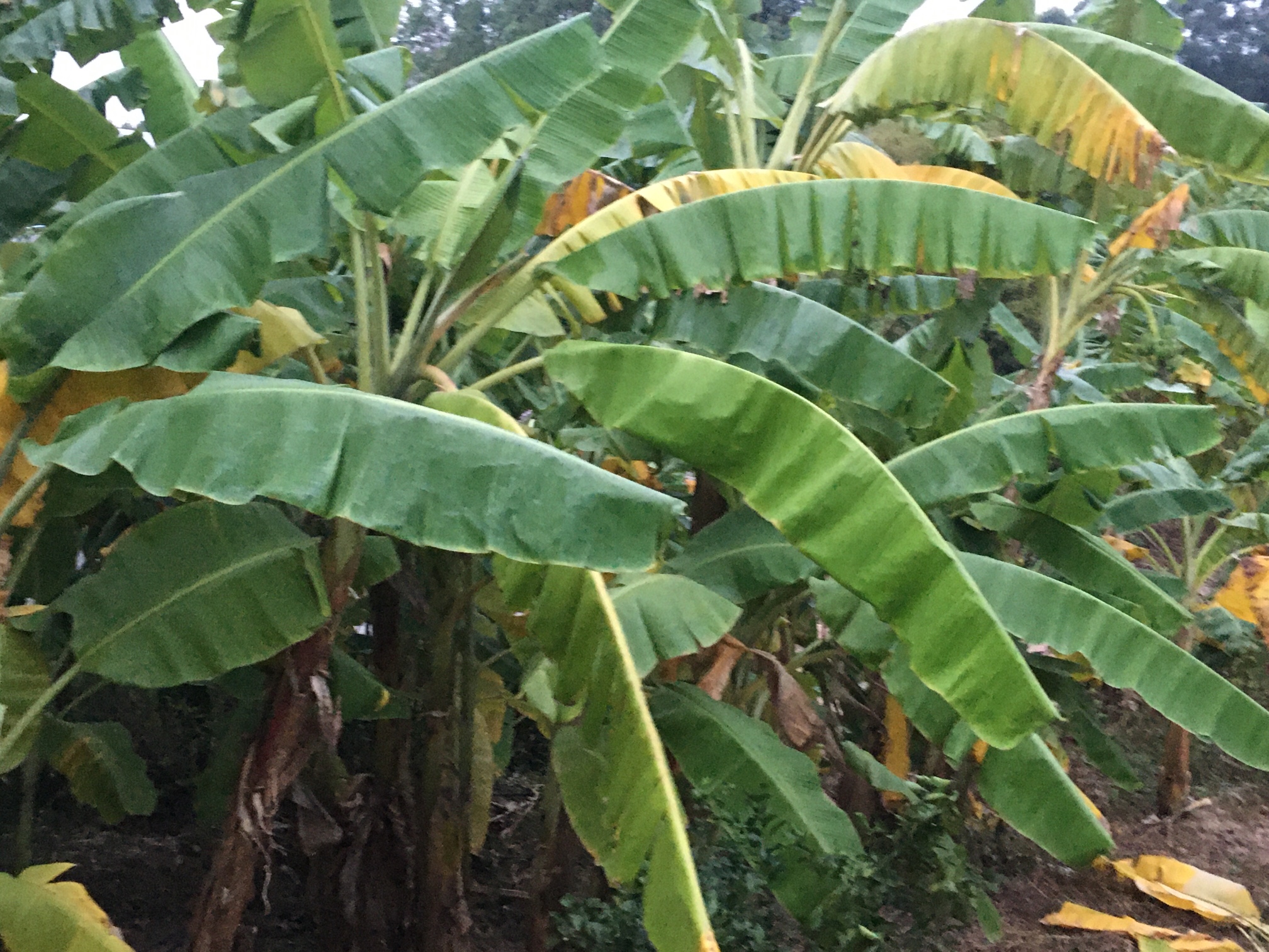 请问粉蕉树是着病了吗,还是太旱了,怎么这么多黄叶的