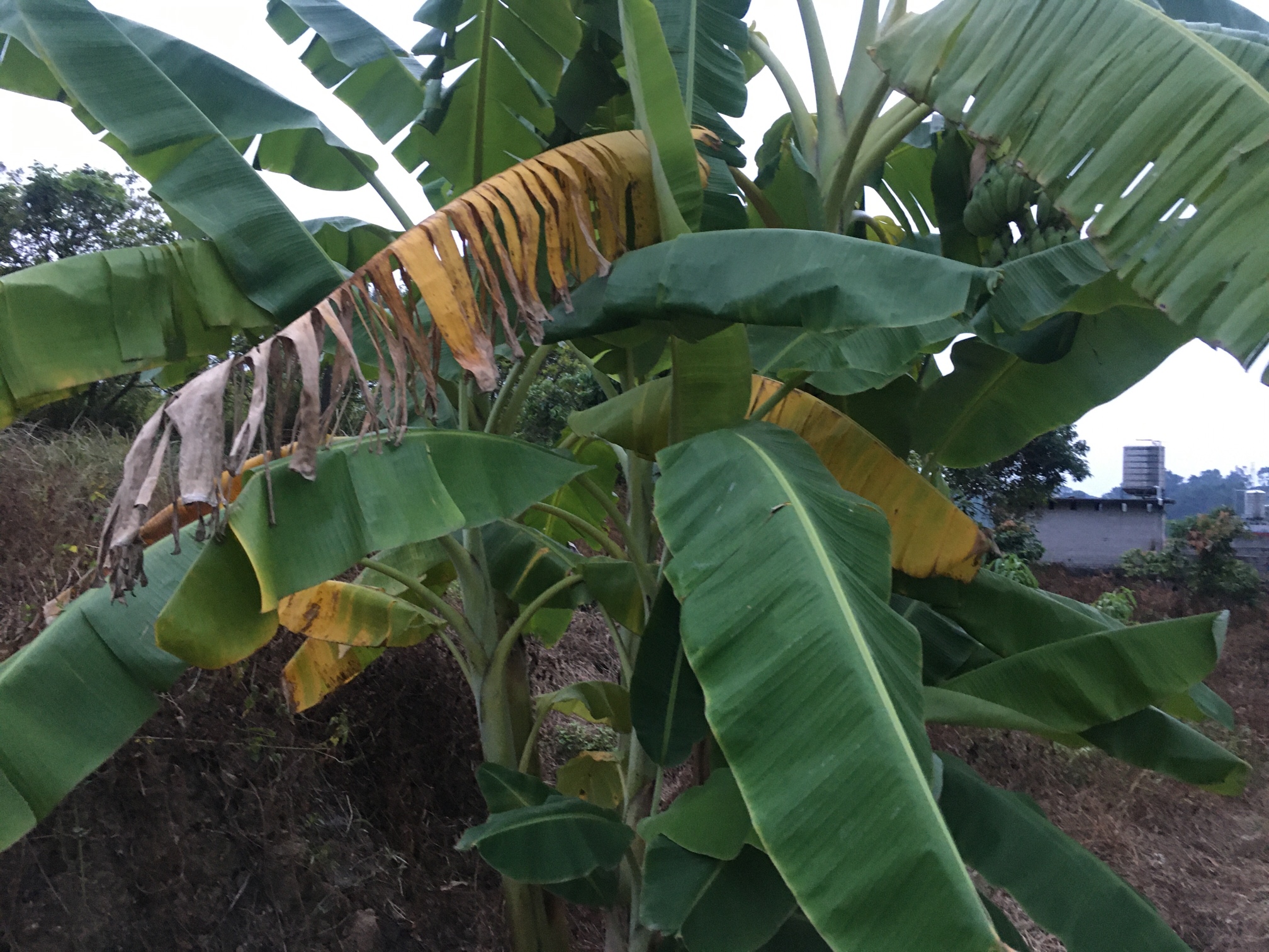 请问粉蕉树是着病了吗,还是太旱了,怎么这么多黄叶的