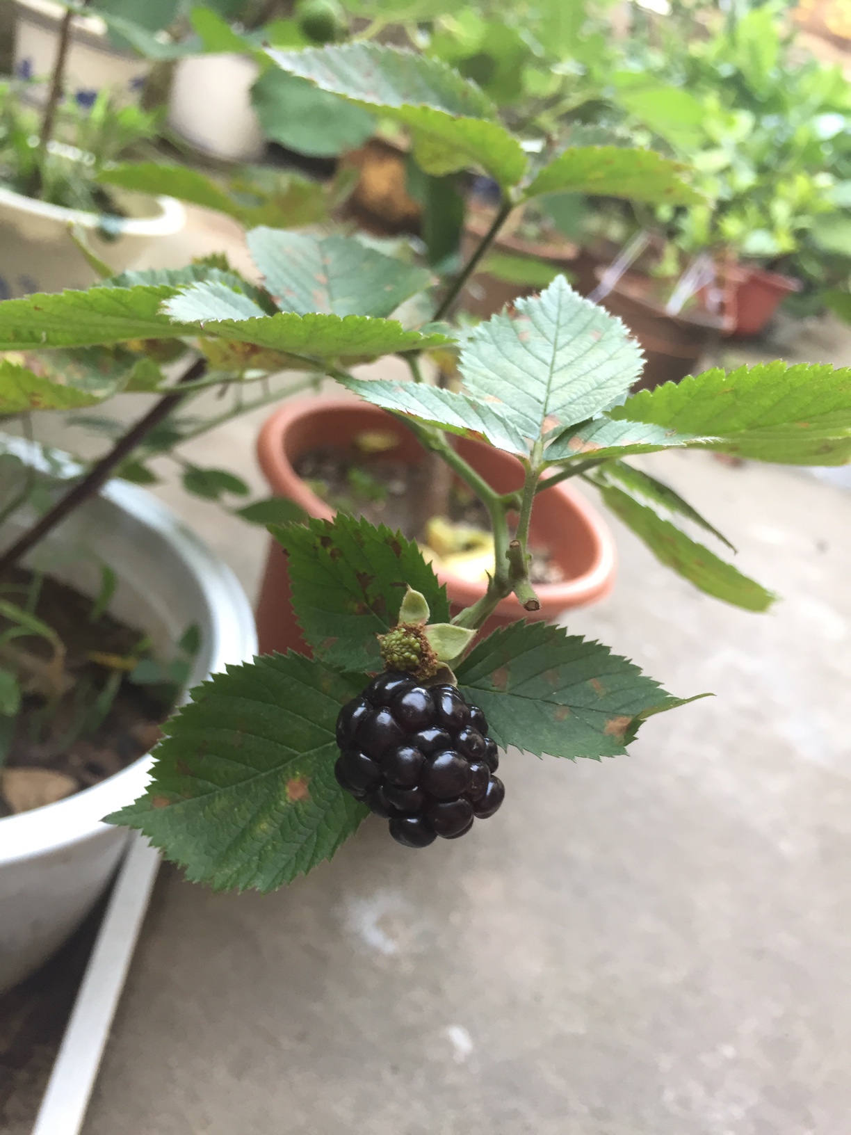 黑莓種植篇—一種難以在市場上買到鮮果的水果!