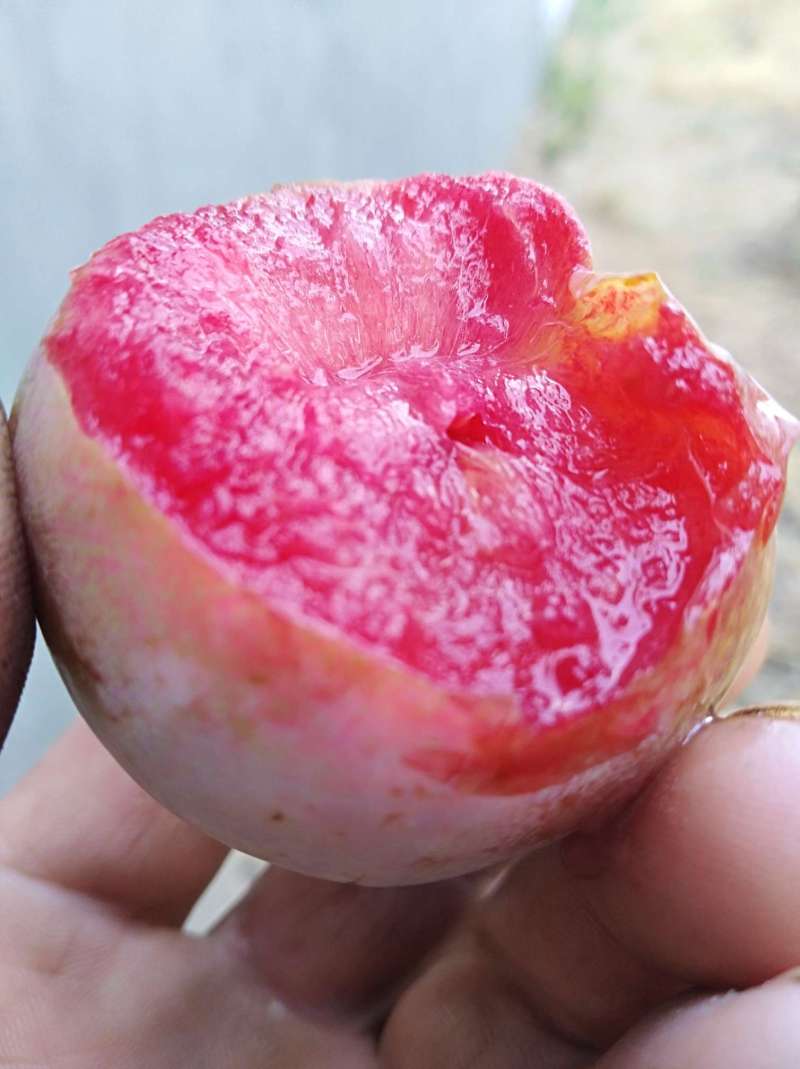 郑州有杏跟李子杂交的杏李子