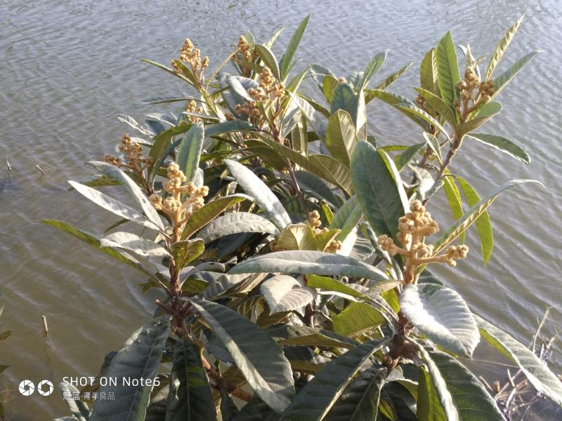 论坛 69 ≡南方果树区≡ 69 枇杷论坛 69 没事瞎折腾