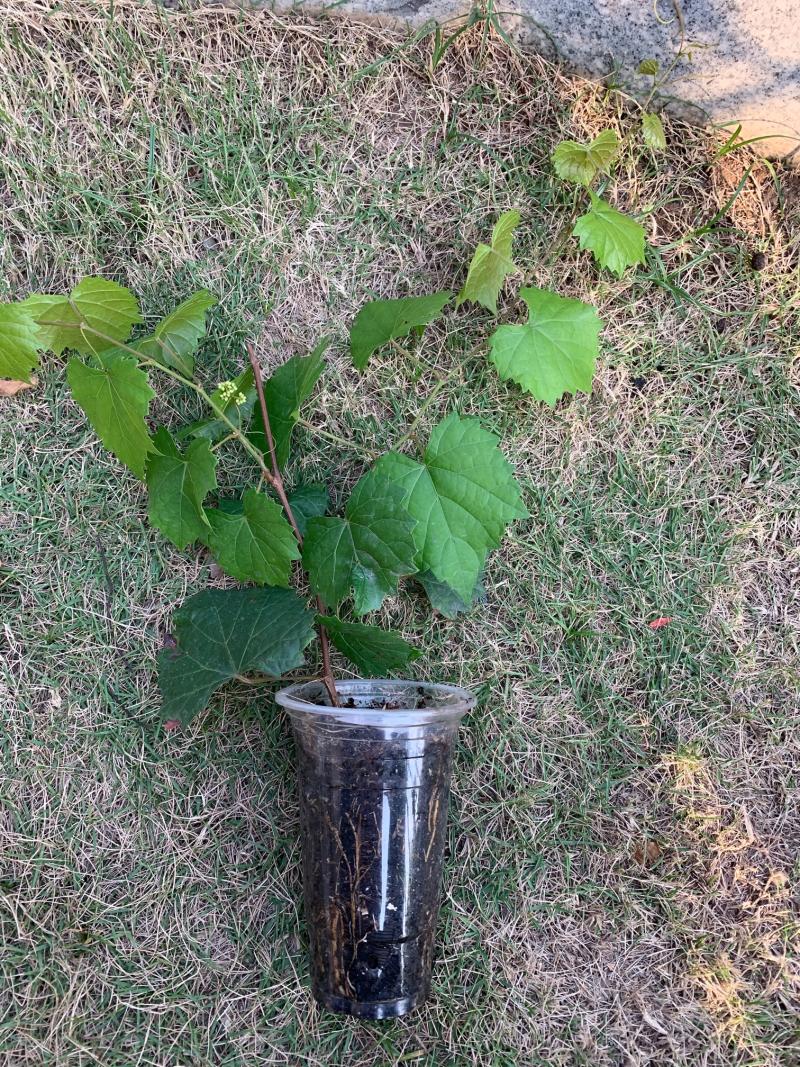 农币拍卖圆叶伊森带花葡萄苗