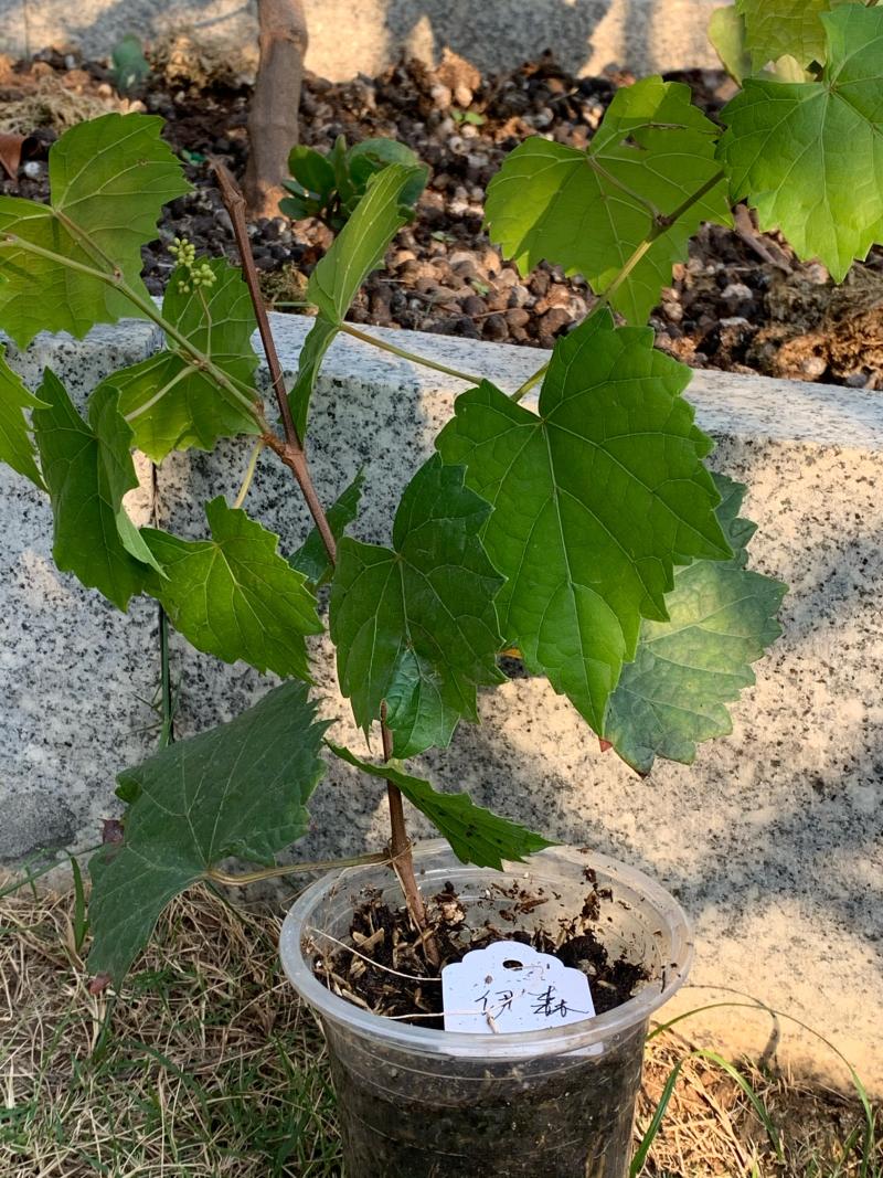 农币拍卖圆叶伊森带花葡萄苗