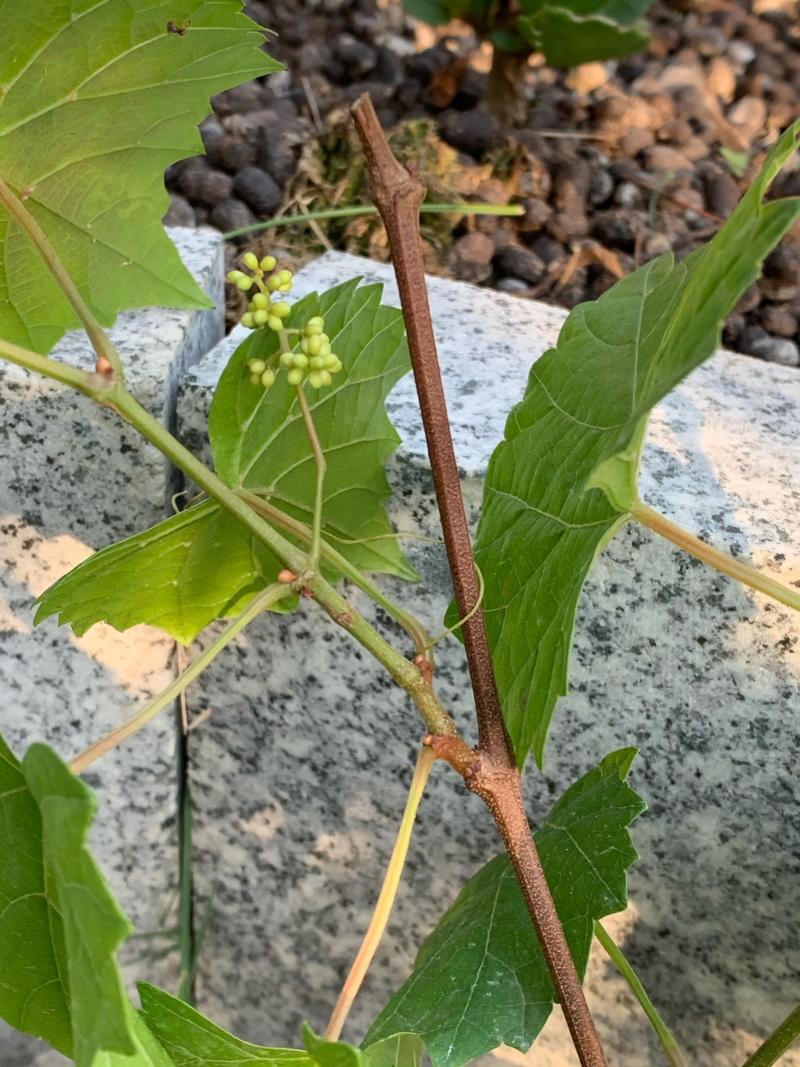 农币拍卖圆叶伊森带花葡萄苗