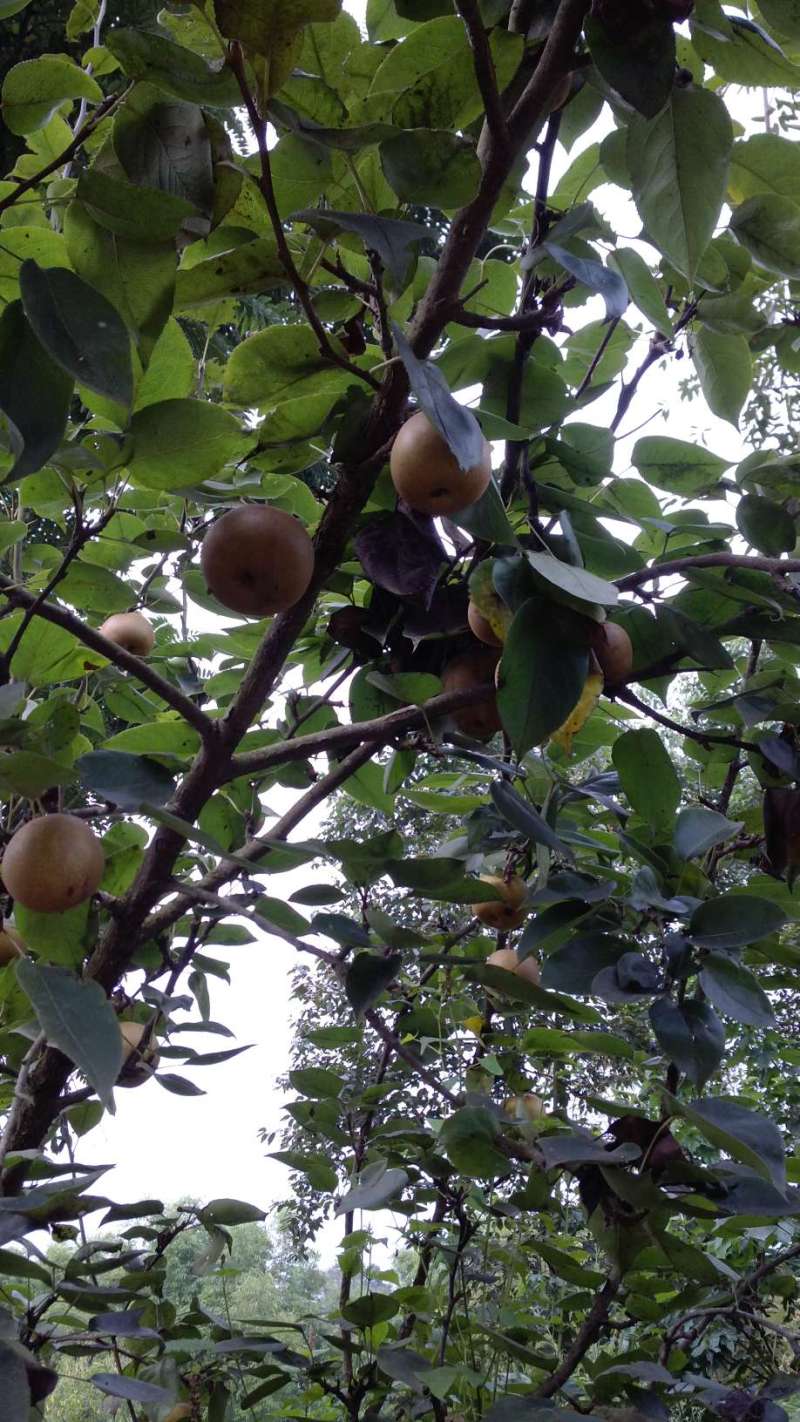 这是老家的梨树,不知道是什么品种?