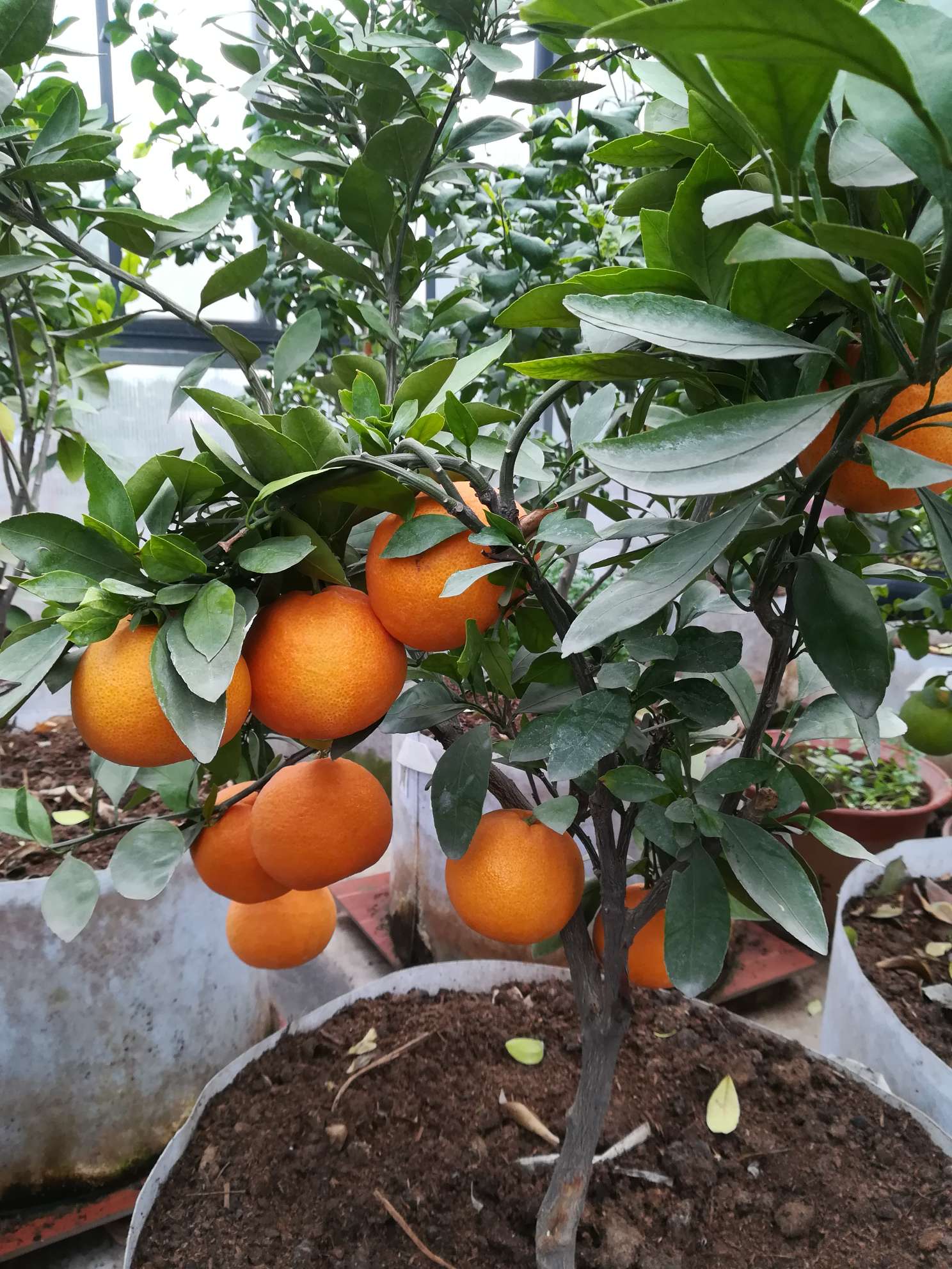 柑橘长啥样图片