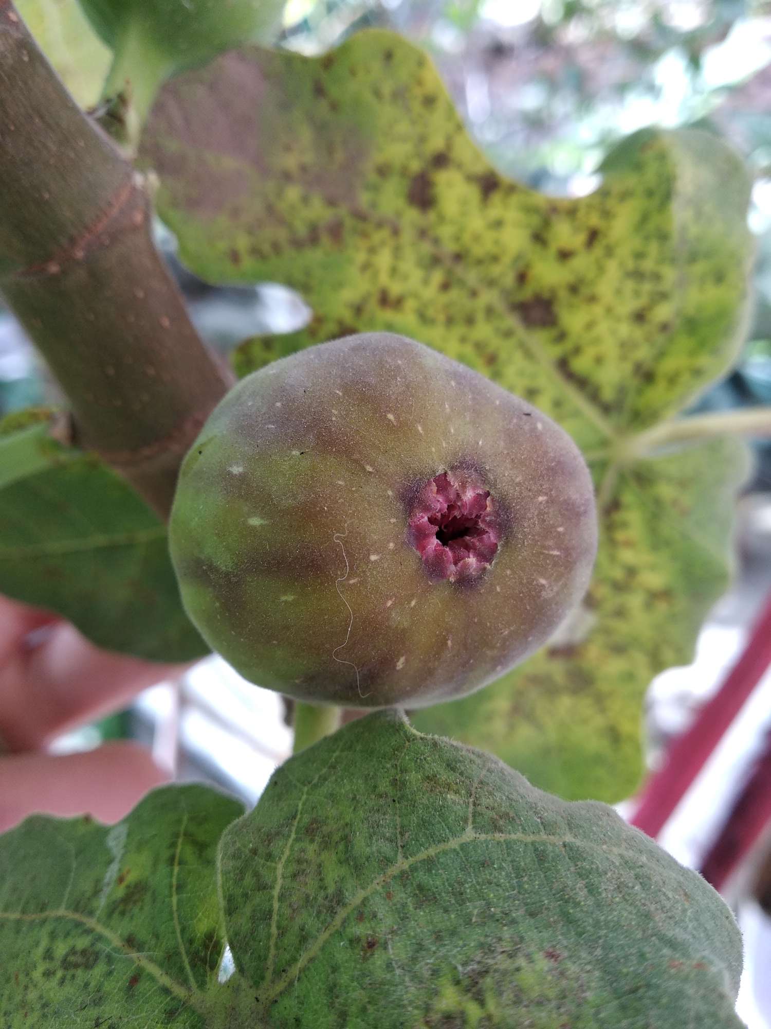 这个是哈代吗? - 无花果论坛 - 水果邦农人之家论坛