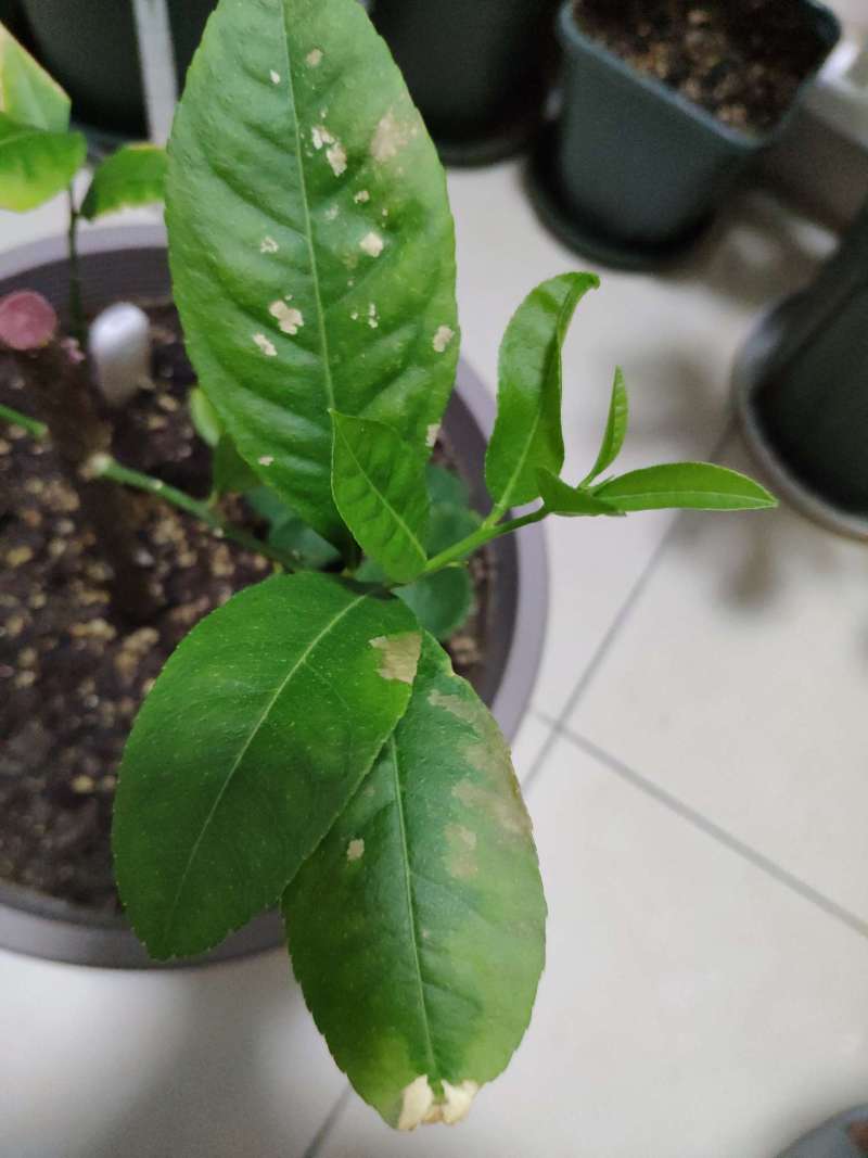 室内盆栽柠檬,每次抽新芽老叶子就这样,是肥害还是别的问题?