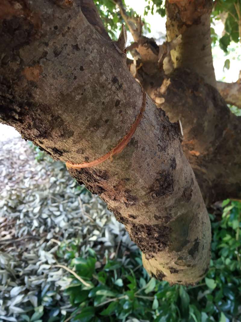 对果园壮旺的荔枝树进行环割控稍促进花芽分化,希望明年有好的收成