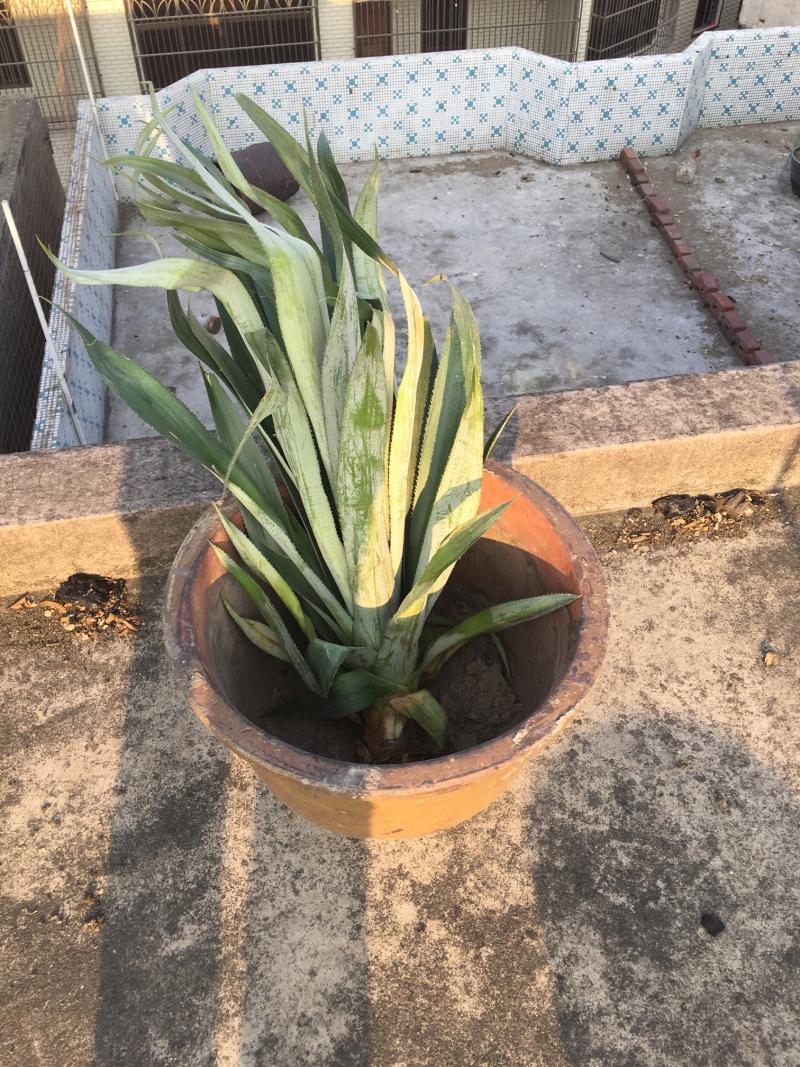 楼顶盆栽凤梨