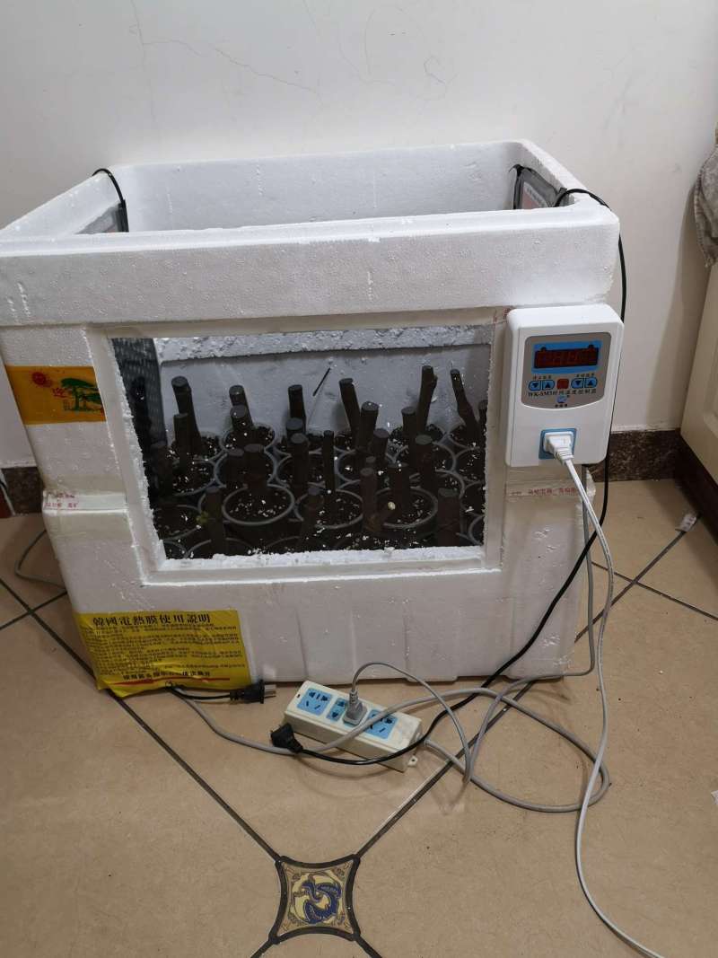 自制扦插育苗箱