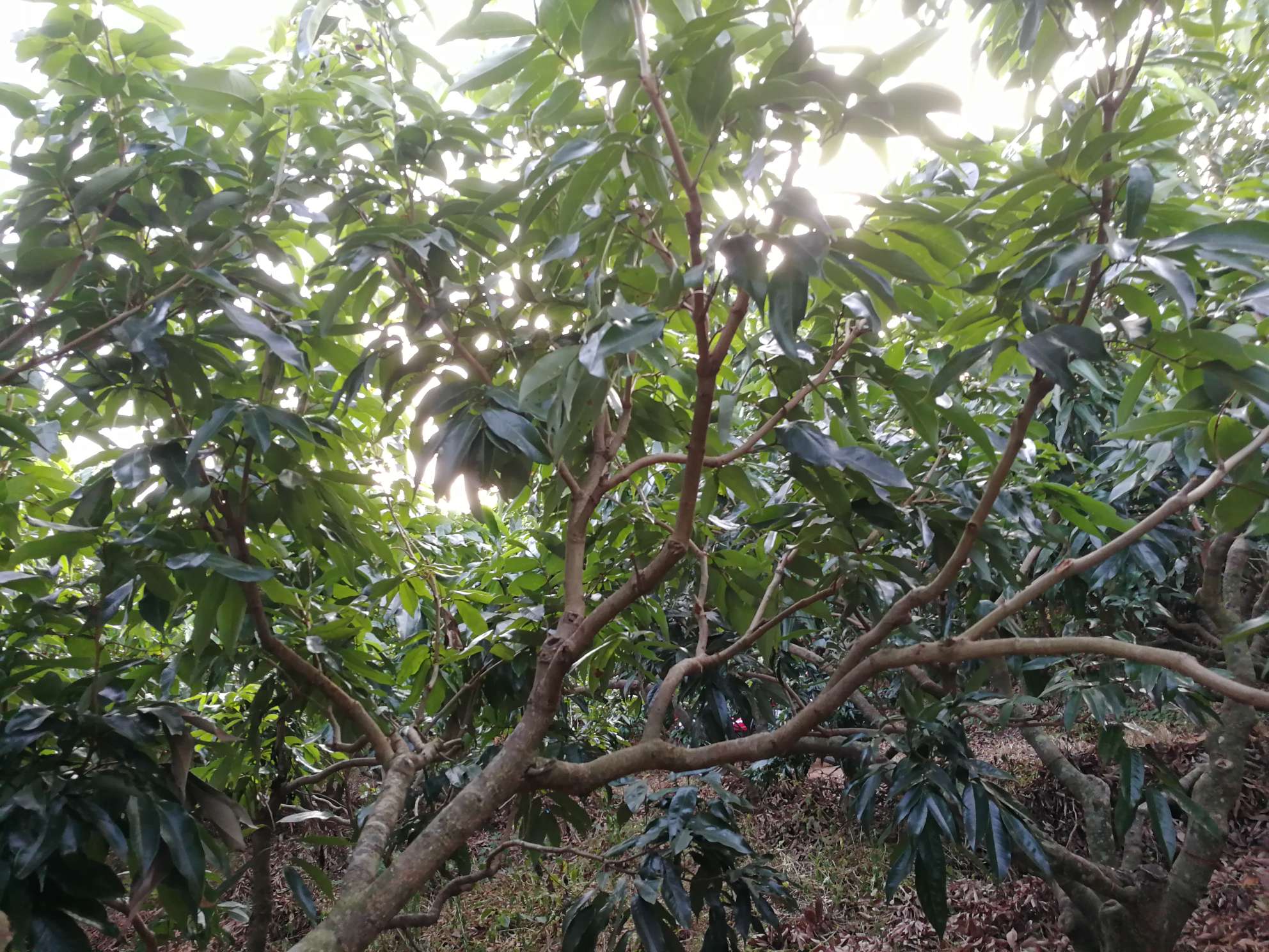 荔枝树修剪与环剥