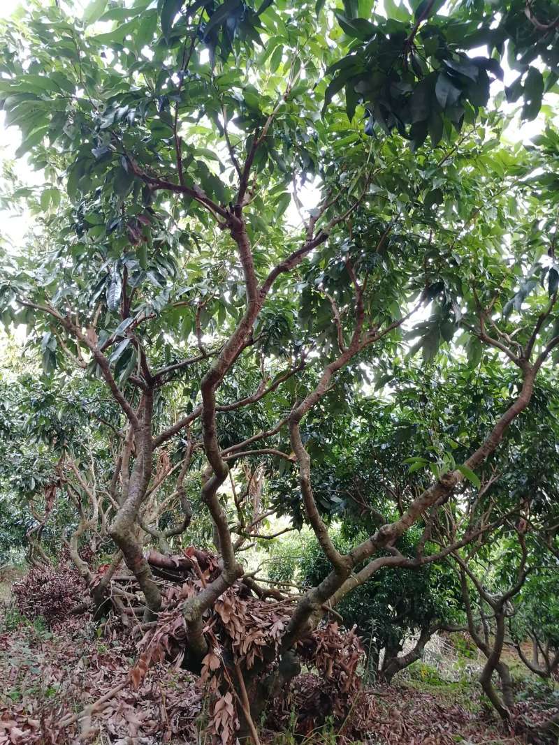 荔枝树修剪与环剥