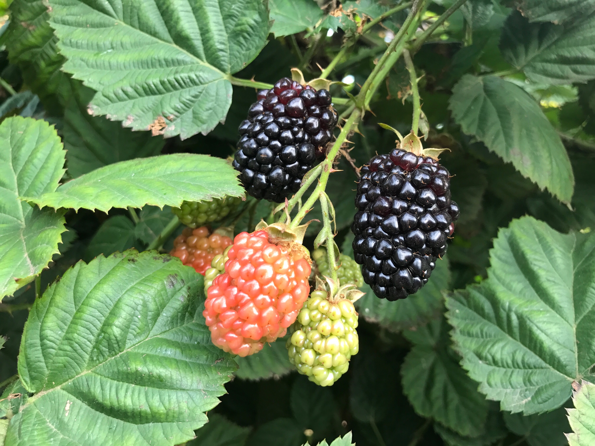 黑莓植株图片图片