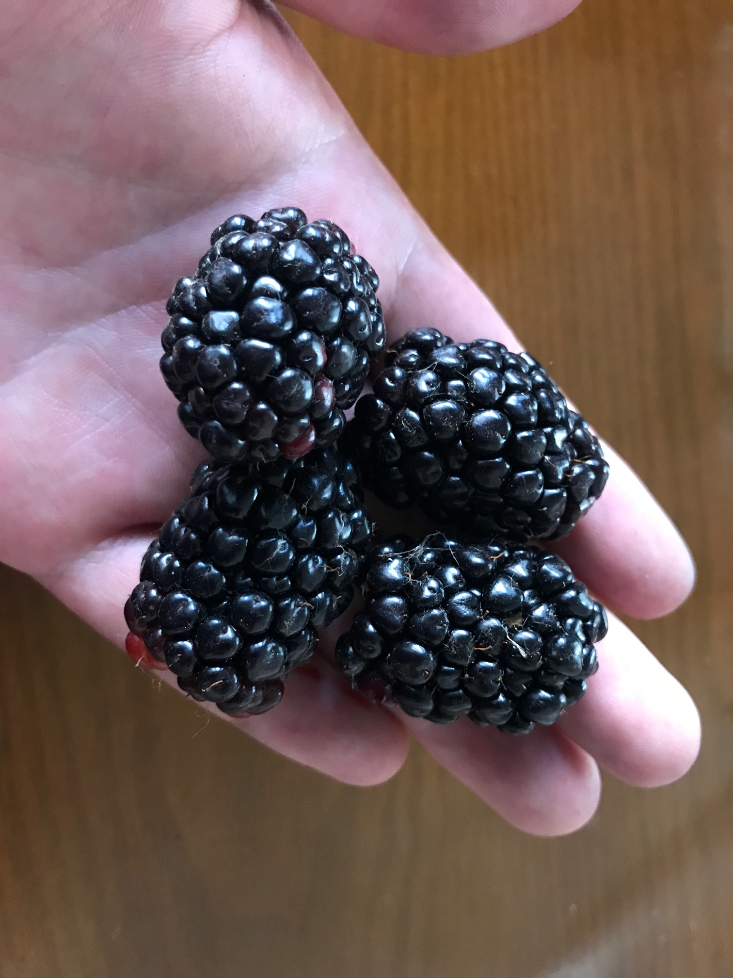 科普一下黑莓的种植,品种,口味,保存