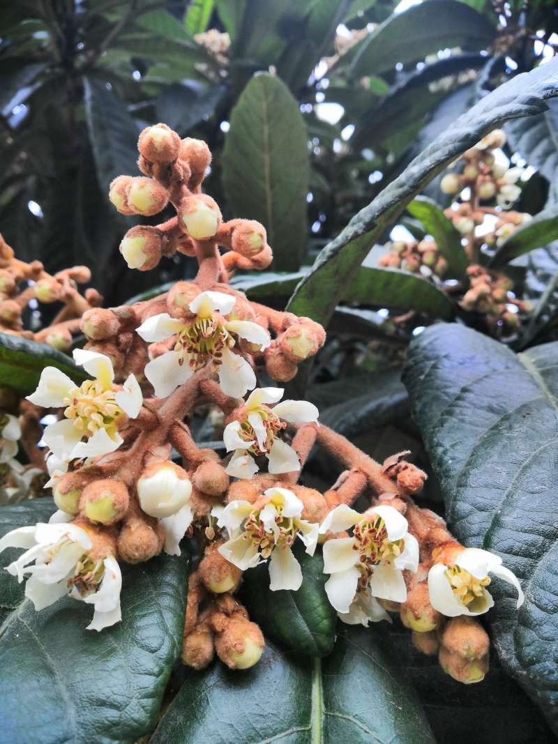 枇杷不开花原因?