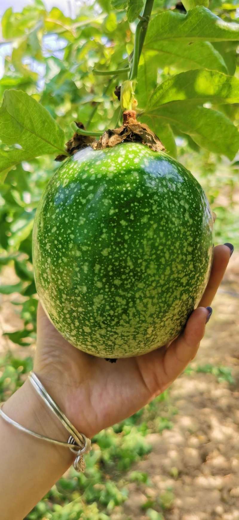 原种巴西百香果可以哦