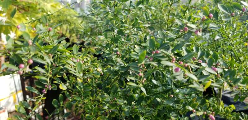 指橙冬日里满开!