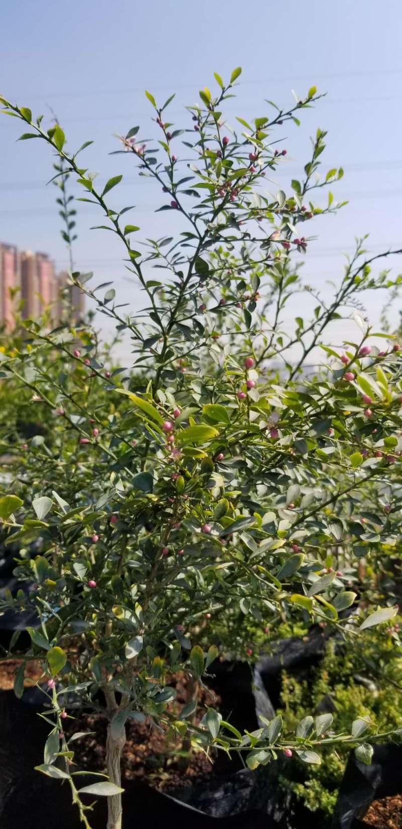 指橙冬日里满开!