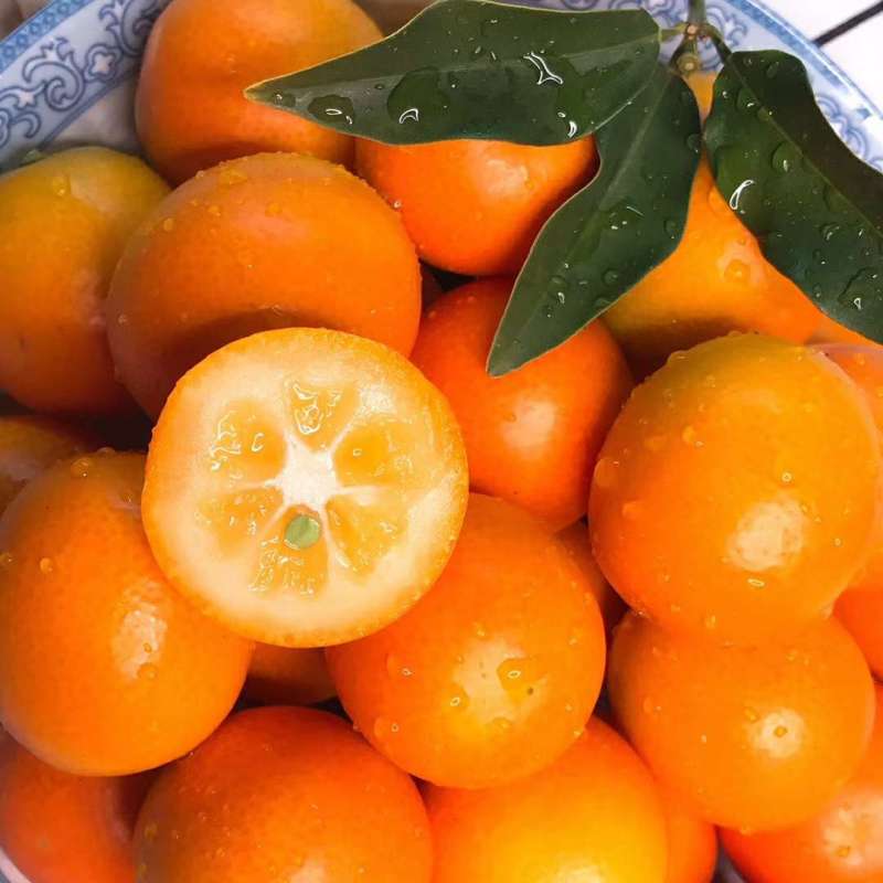 阳朔油皮金桔成熟期 - 柑橘论坛 - 水果邦农人之家论坛