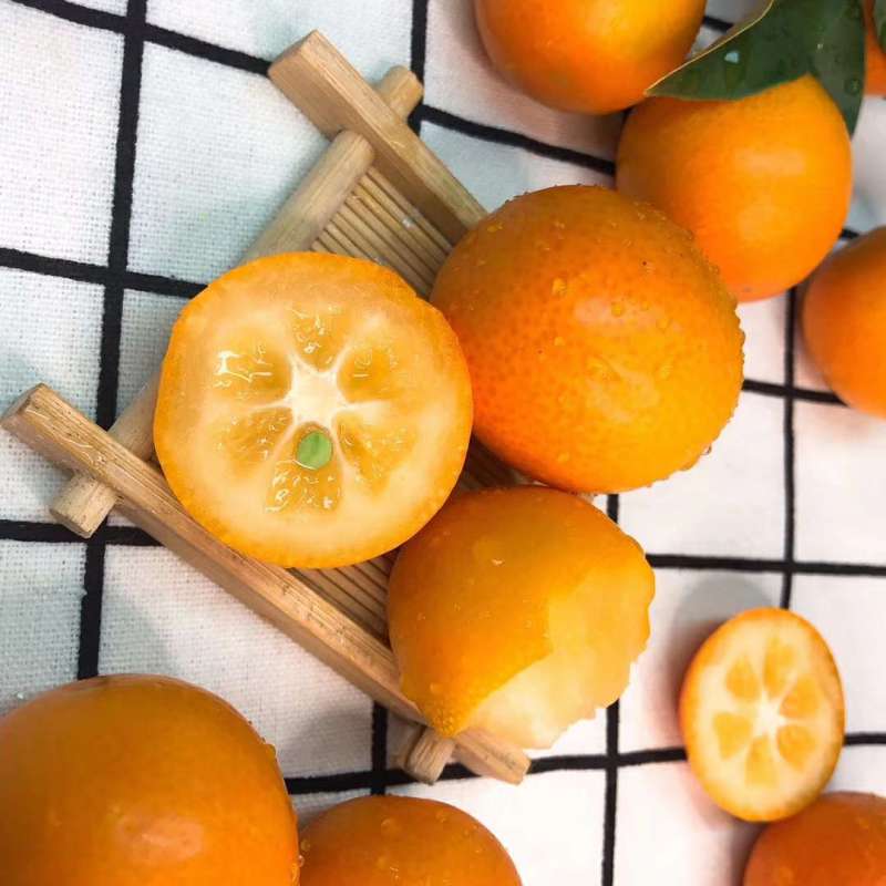 阳朔油皮金桔成熟期 - 柑橘论坛 - 水果邦农人之家论坛