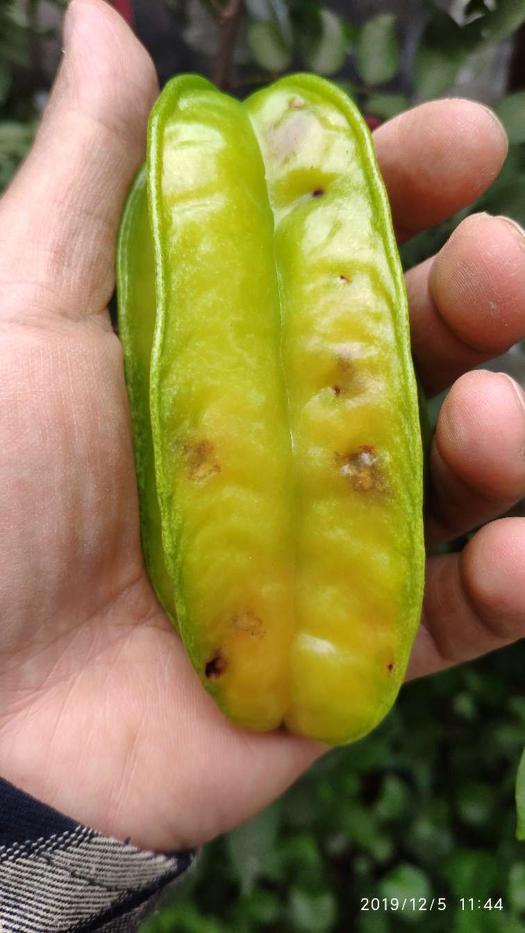 12.5 - 杨桃论坛 - 水果邦农人之家论坛