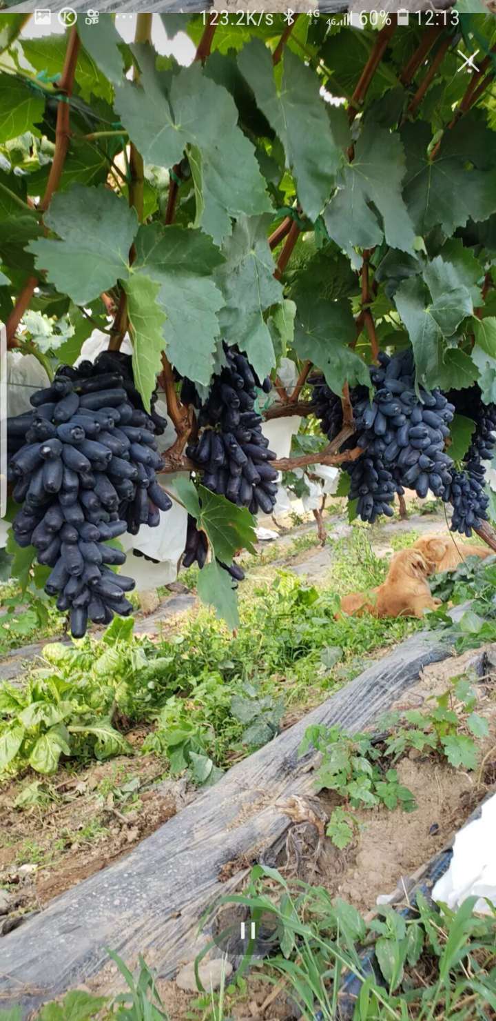 云南宾川甜蜜蓝宝石葡萄长成记补发