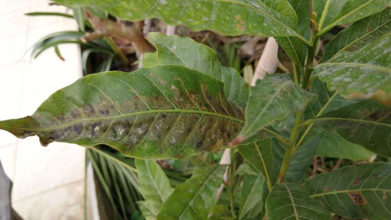 黄晶果这是生了什么病