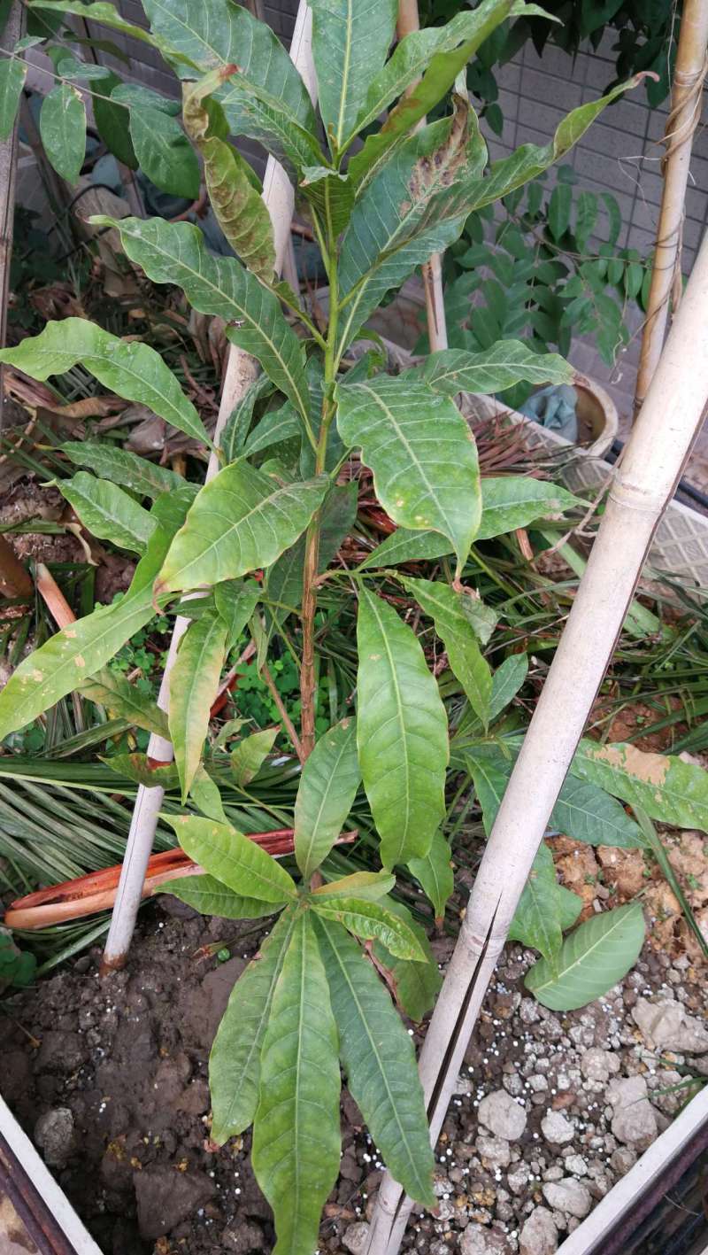 黄晶果这是生了什么病