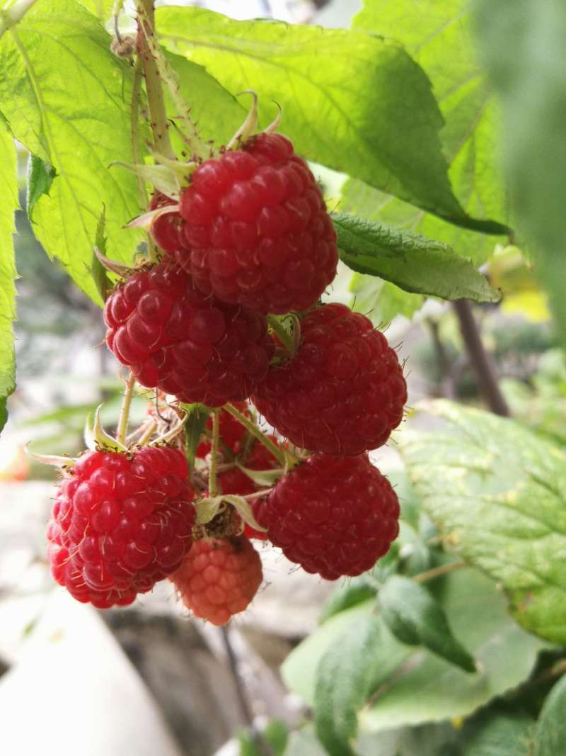 波尔卡成熟了 - 树莓论坛 - 水果邦农人之家论坛