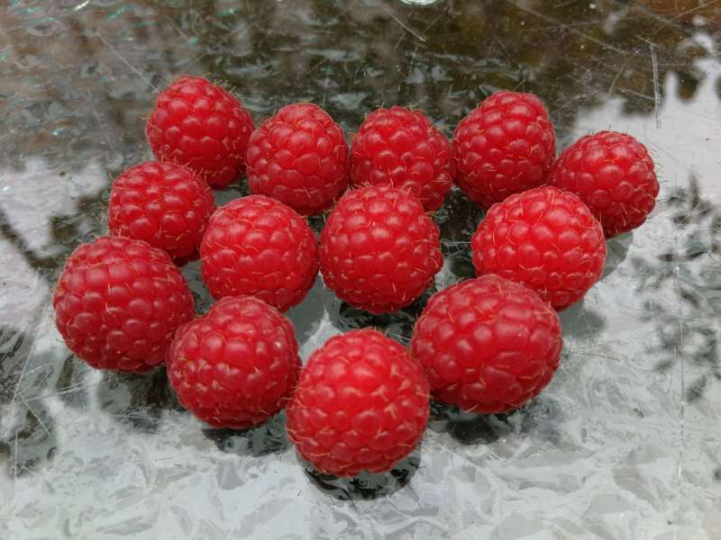 波尔卡成熟了 - 树莓论坛 - 水果邦农人之家论坛