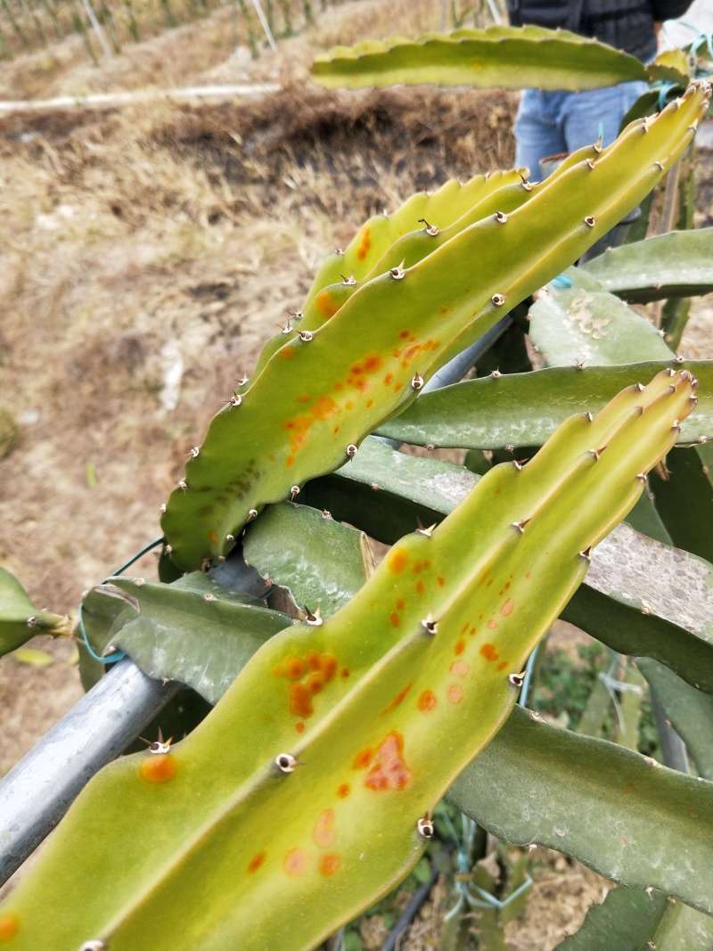 这个是冻伤还是有菌 - 火龙果论坛 - 水果邦农人之家论坛