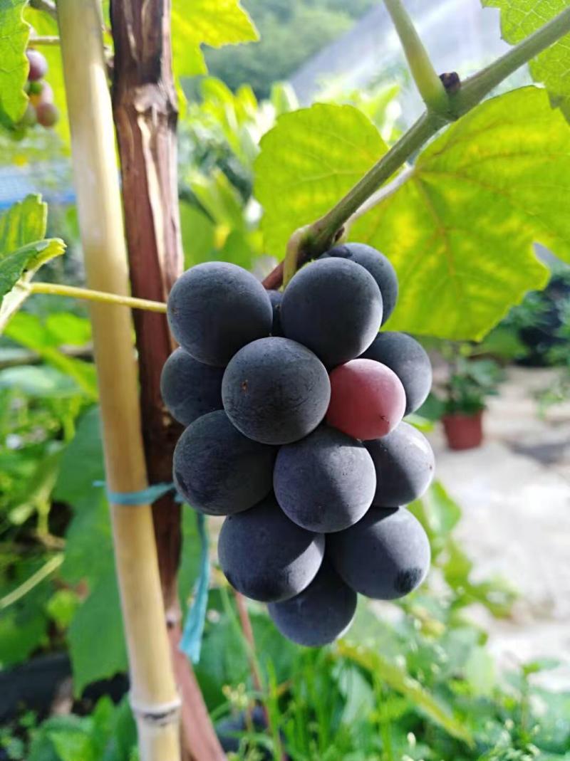 冬天的葡萄更有味儿