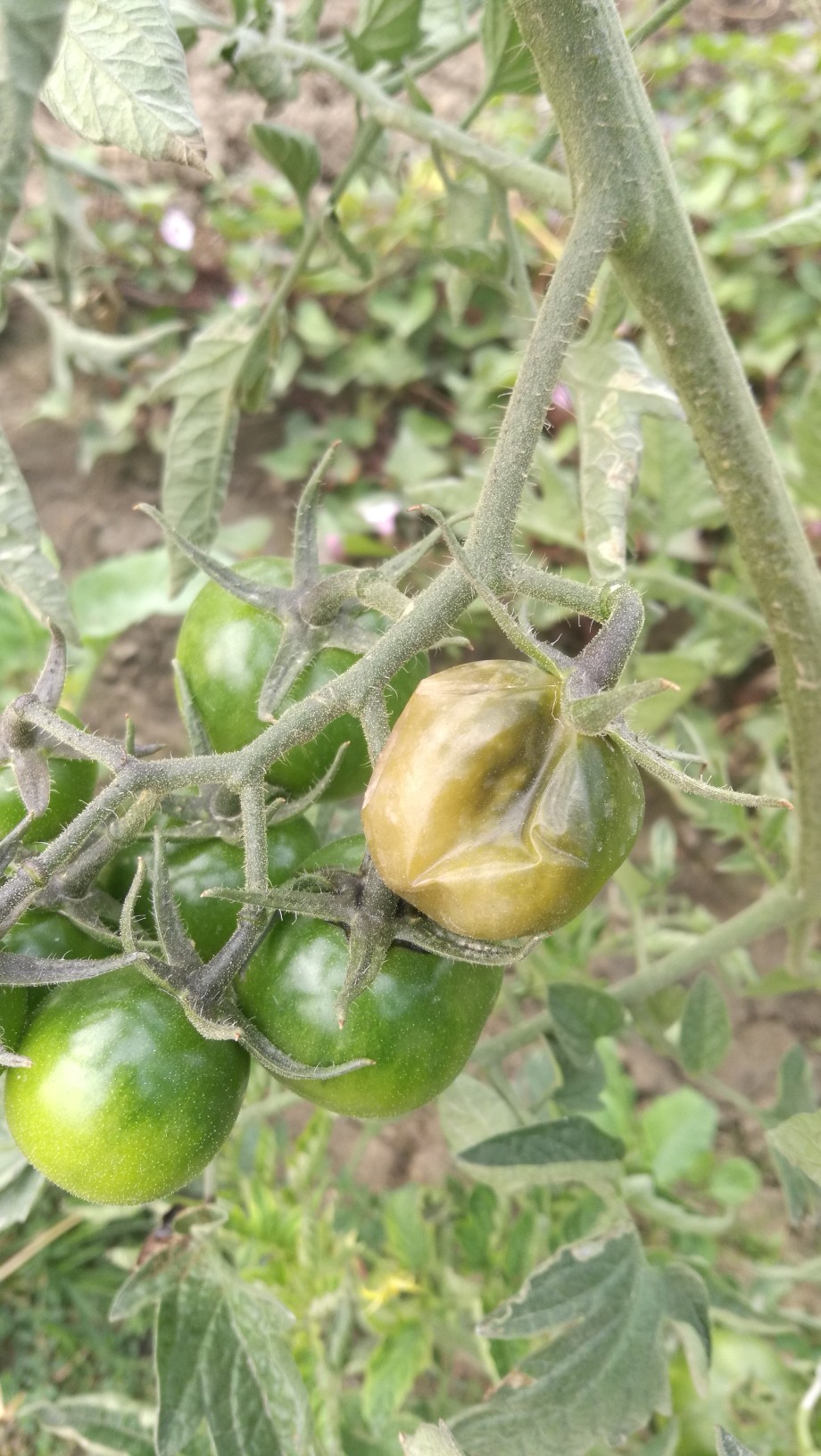 座標廣東 草莓番茄有熟了就爛的問題