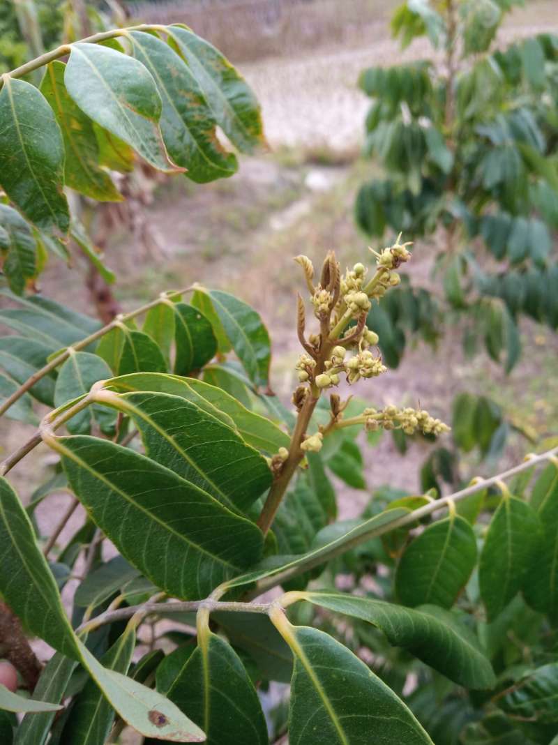 四季龙眼开花了