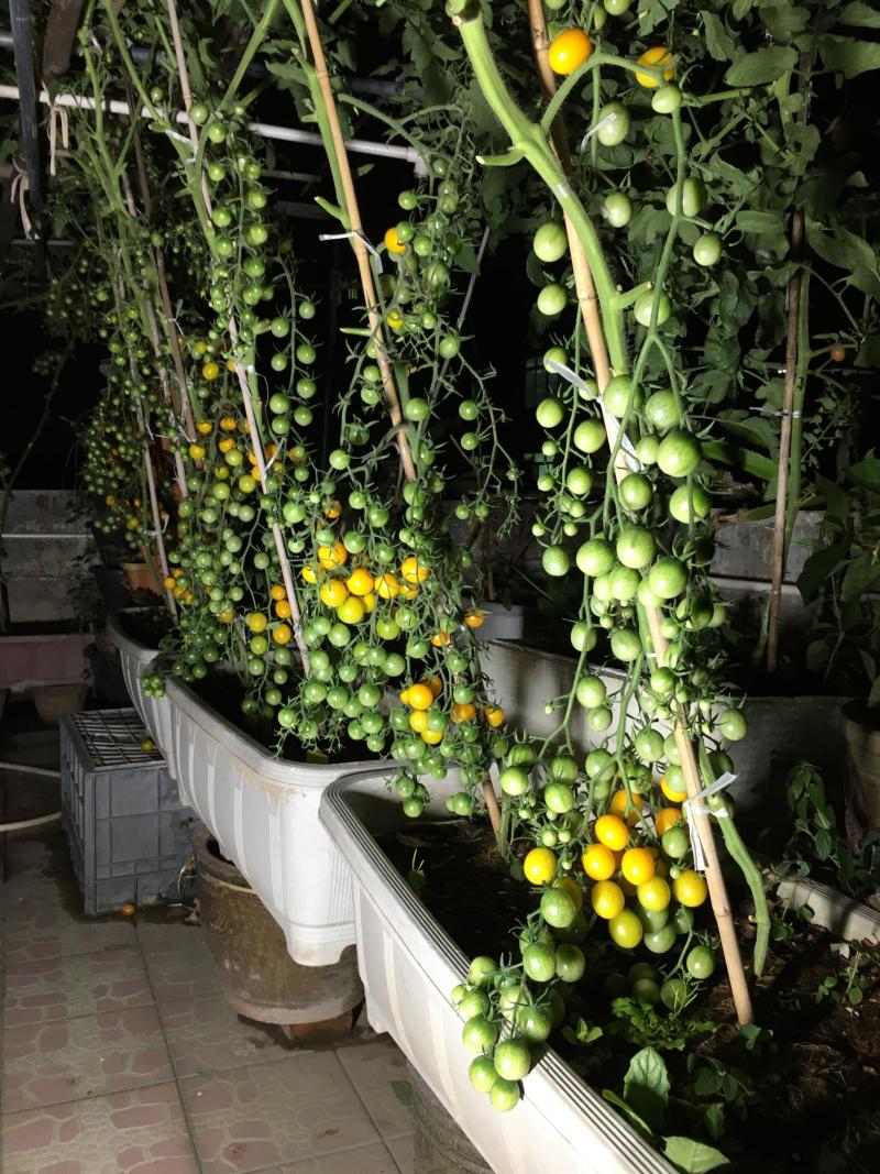 计仔楼顶菜园- -秋播的番茄开始成熟